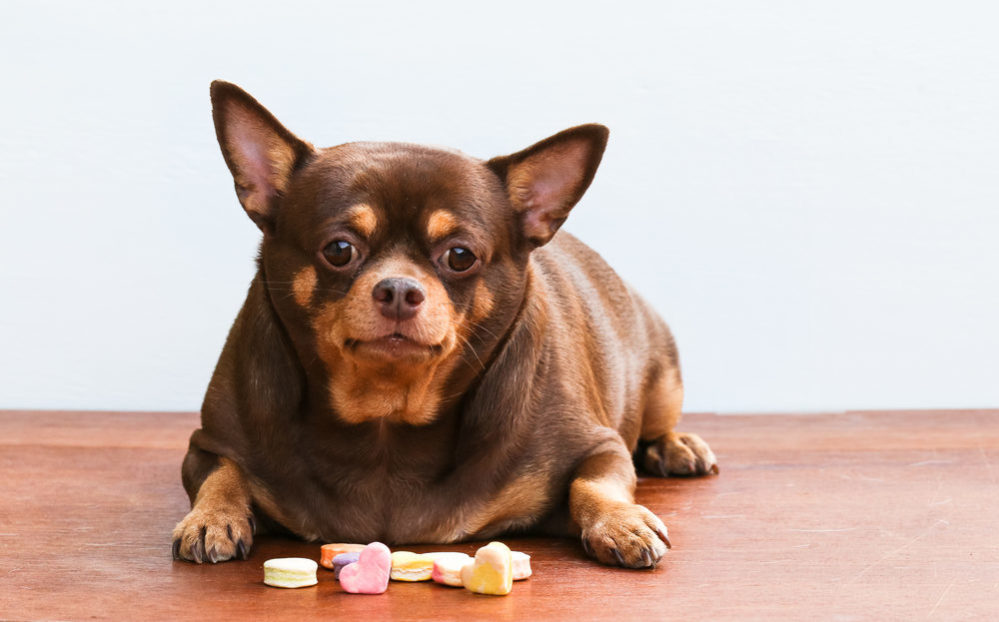 diabetes in dogs