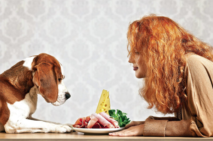 feeding your dog's nervous system