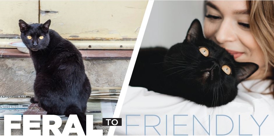 Feral to friendly – transitioning a cat to life with humans