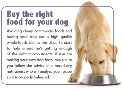 Buy the right food for your dog