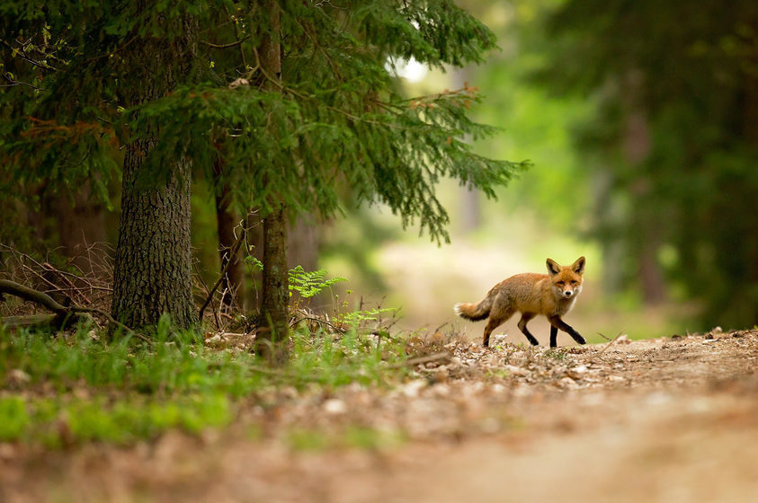 Fox tapeworm on the rise in Canada