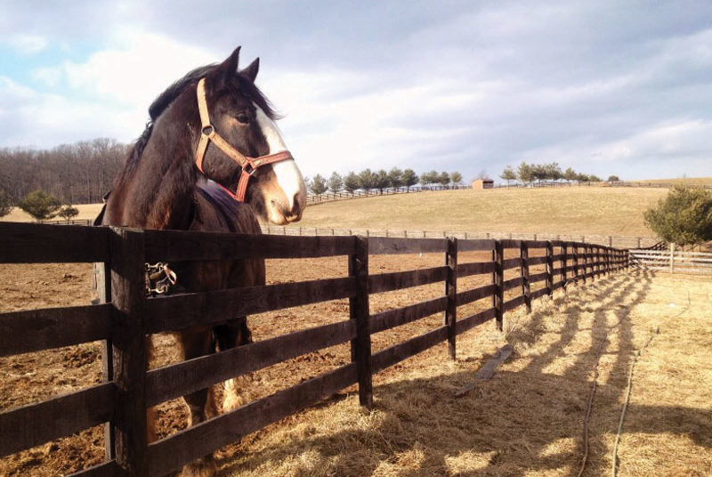 gentle giants horse rescue