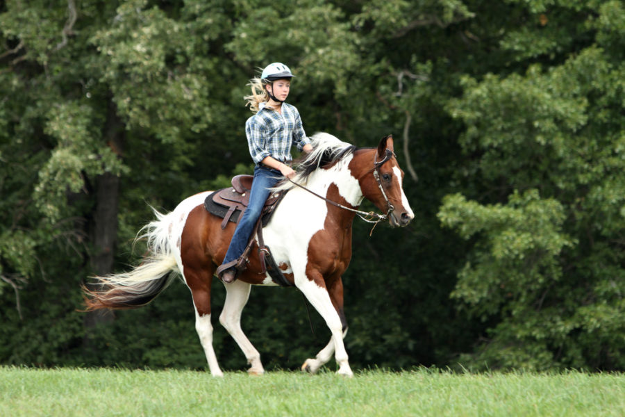 Centered Riding basics