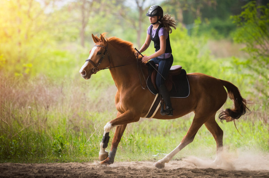 Your horse: the frame of his body = the frame of his mind