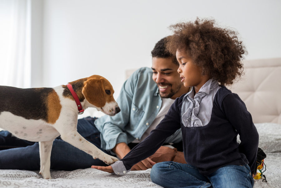 Becoming a dog or cat foster parent