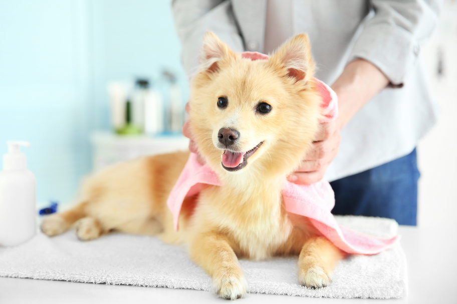 8 steps to grooming your dog like a pro