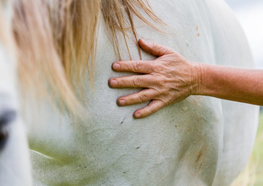 Using Reiki to support your senior horse