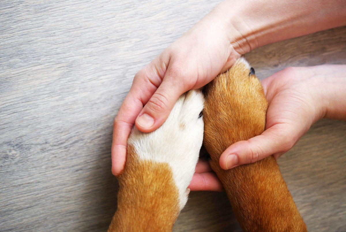 Helping your animal companion make a safe recovery | Animal Wellness ...