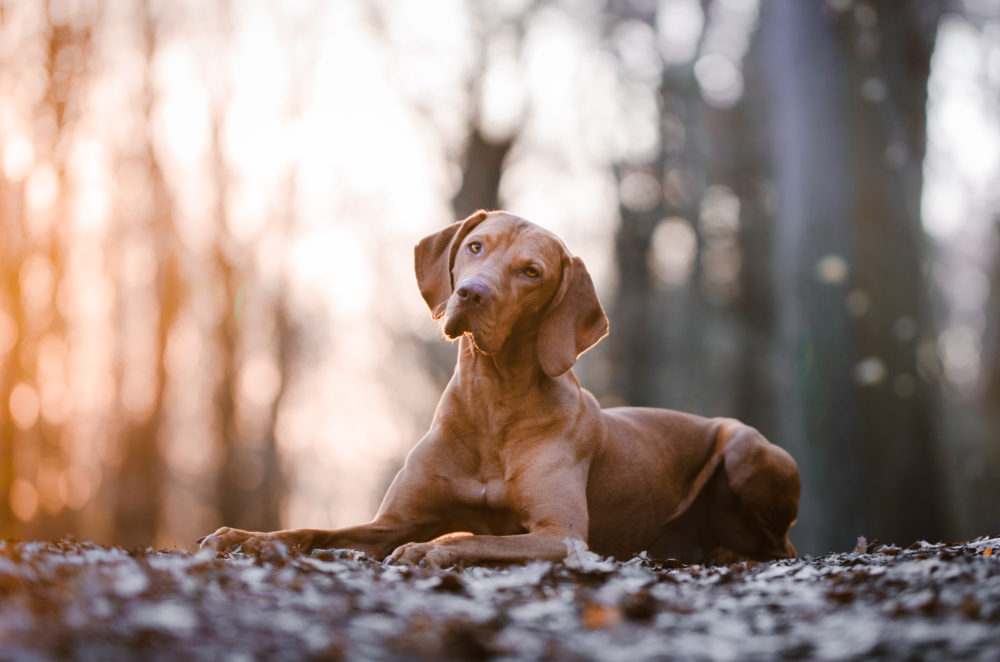 Increase your dog's longevity