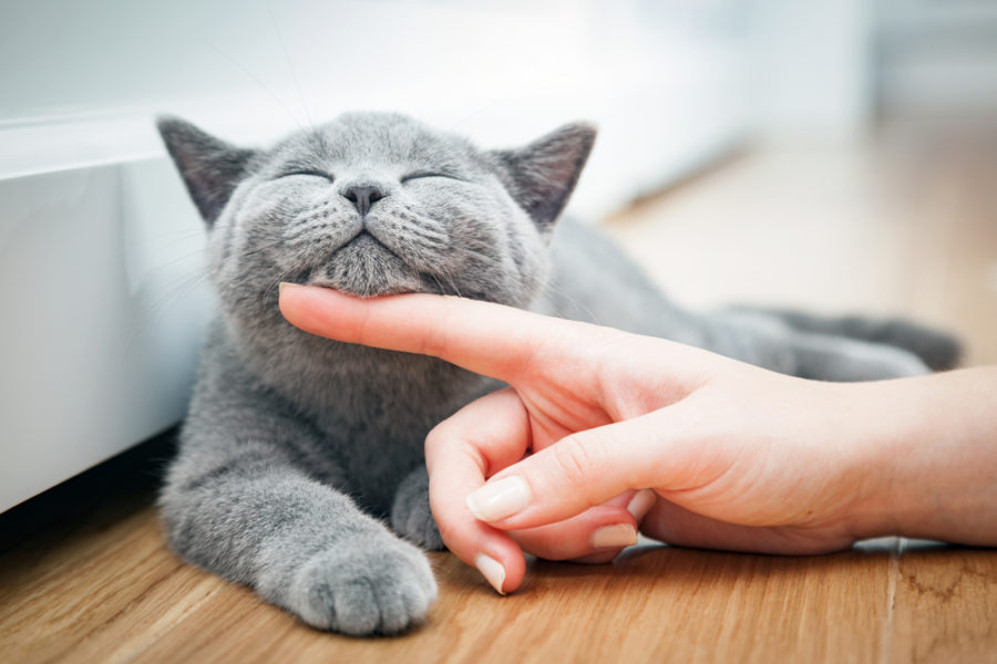 Understanding your cat's body language