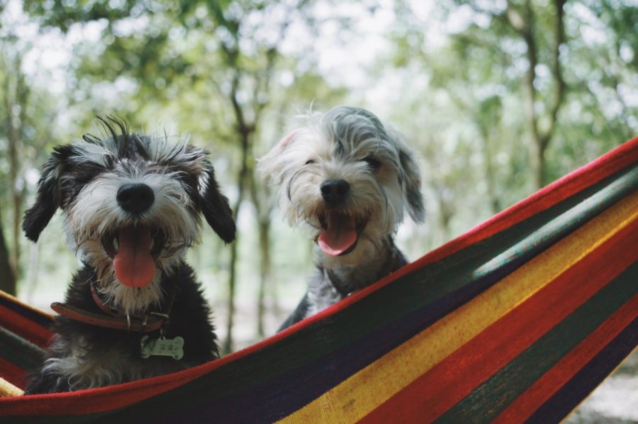 6 ways dogs improve your quality of life