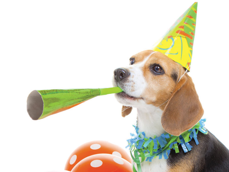 dog birthday