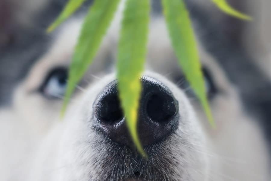 Answering frequently asked questions about CBD for dogs and cats