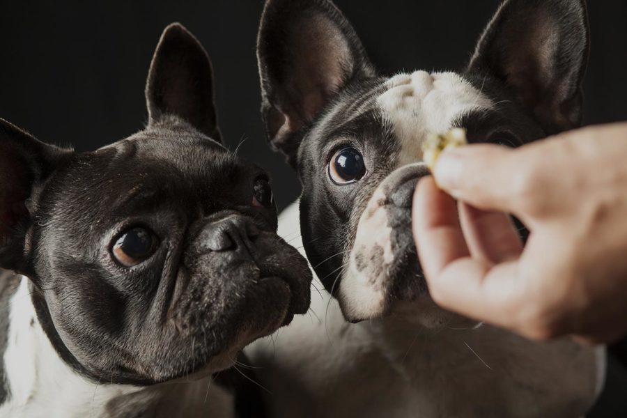 How Pureluxe is leading the way to a more transparent pet food industry