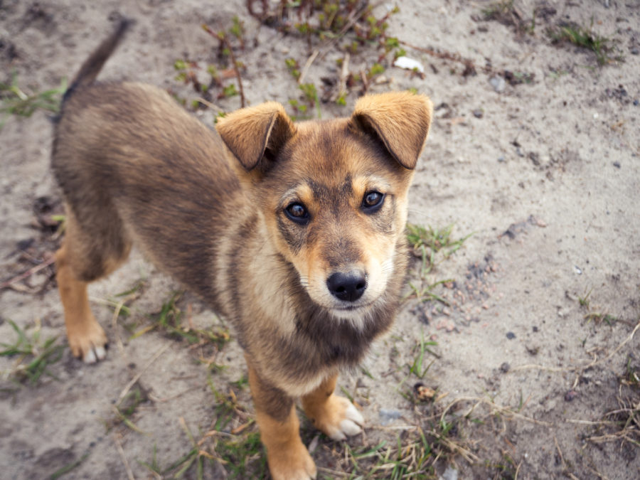 Volunteer veterinary care comes to Koh Mak