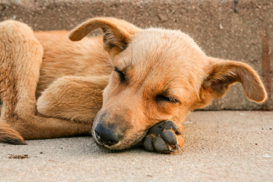 Helping dogs in Haiti