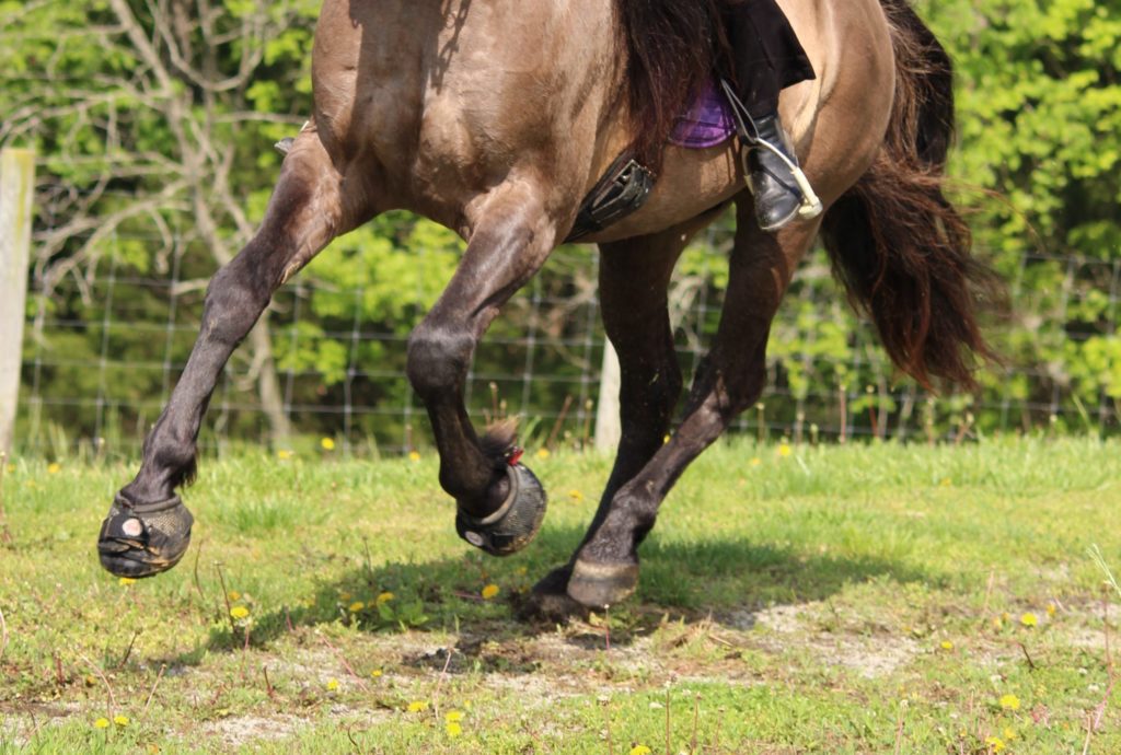 12 things to consider when buying quality hoof boots