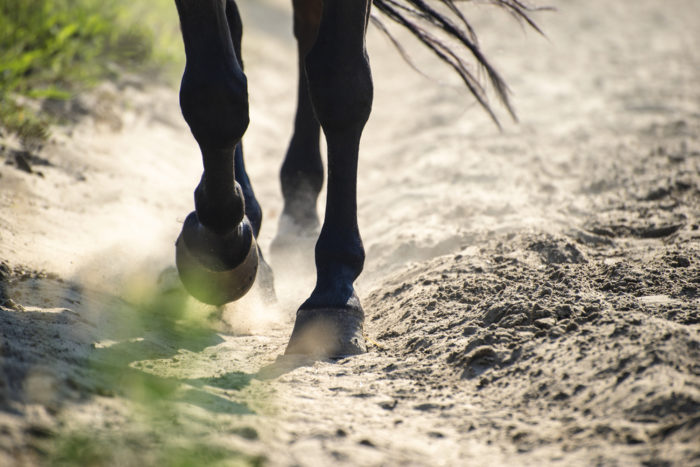 checking your horse's digital pulses