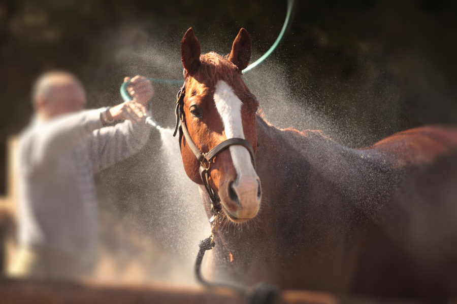 Giving your horse a bath