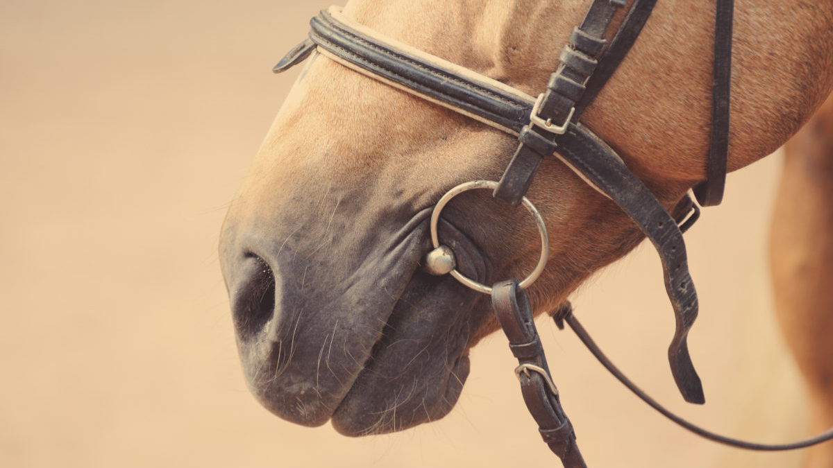 How your horse's bit and noseband affect his oral health