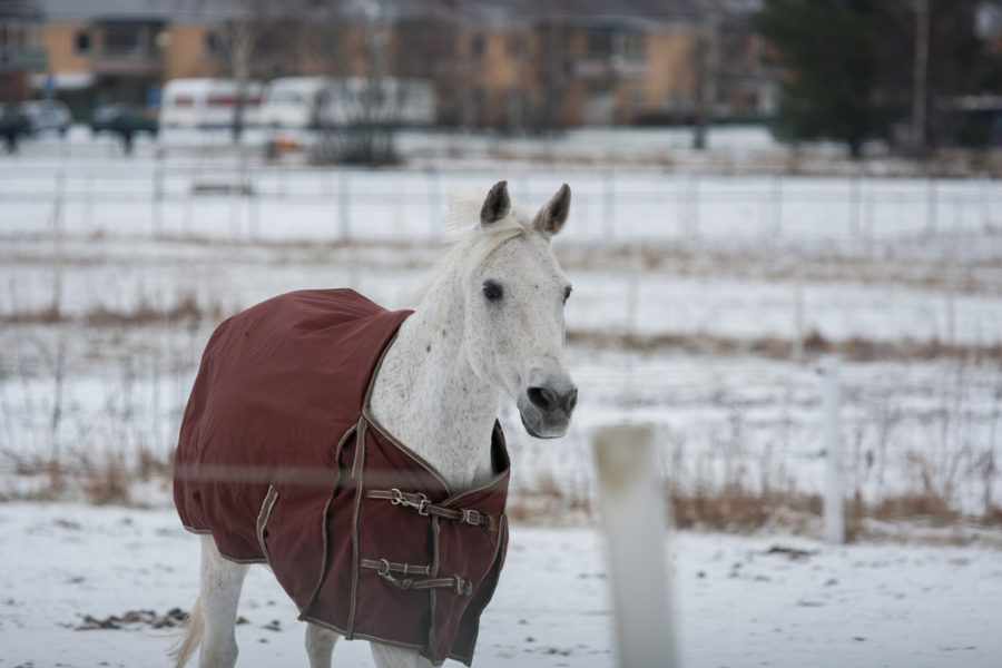 Selecting a blanket for your horse