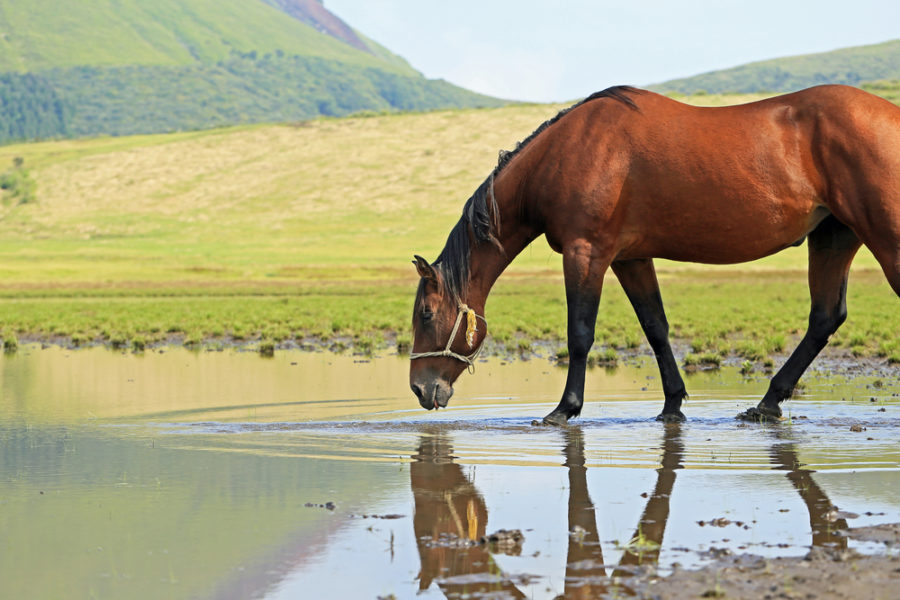 Electrolyte supplementation in the exercising horse