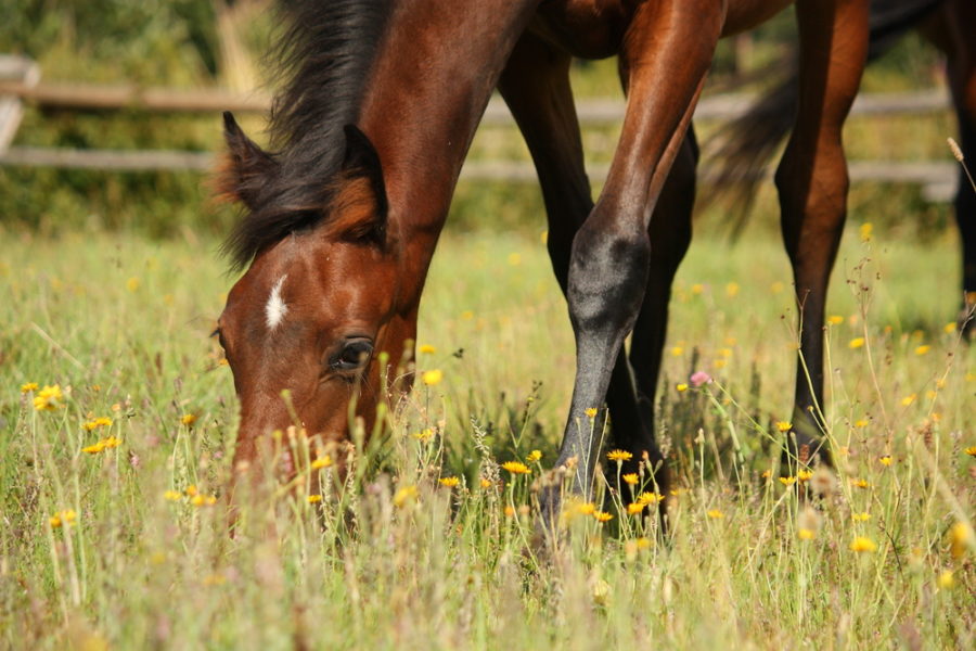 Sustainable land, healthy horse — Part 1