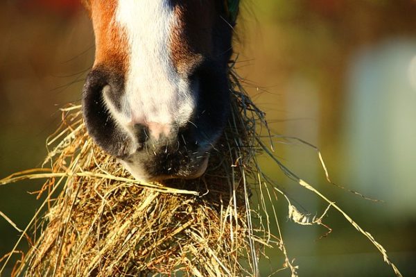 equine diet