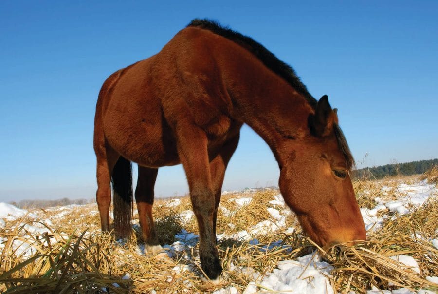 Nutrition and immunity in the equine