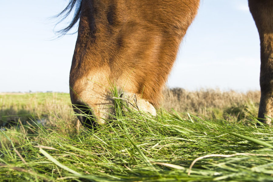 Pasture management and herbicide use