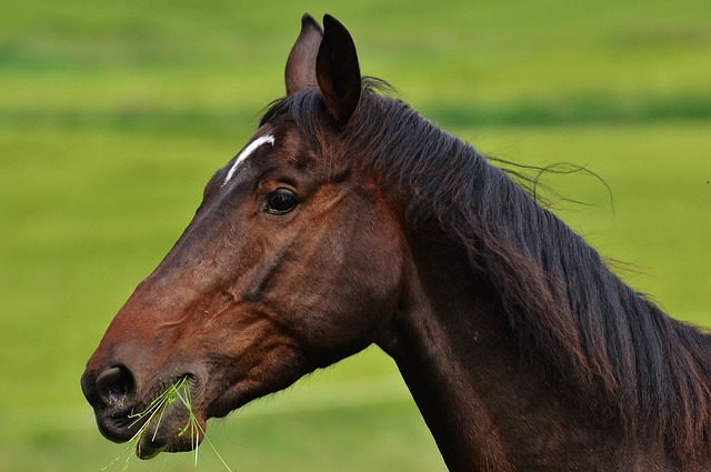 clicker training for the food-distracted horse