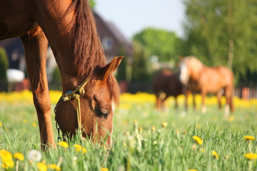 Heal your horse with an herbal pasture