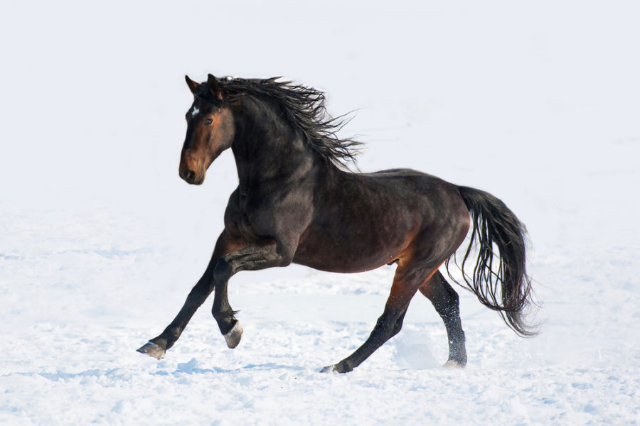 The Canadian Horse