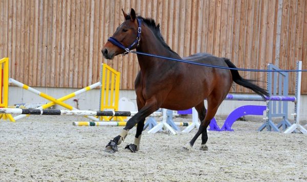 lunging your horse