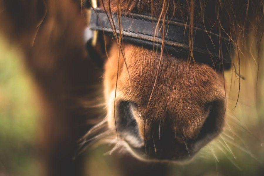 acupressure for horses