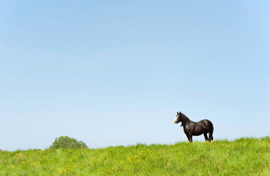 An eco-friendly approach to a healthy pasture