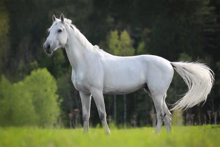 Evaluating posture in horses