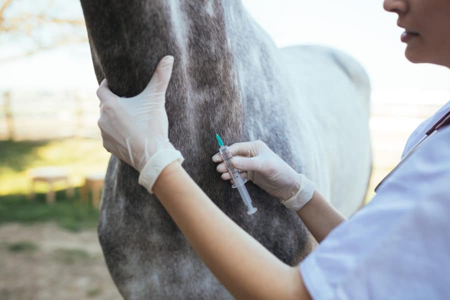 Vaccine strategies for equines