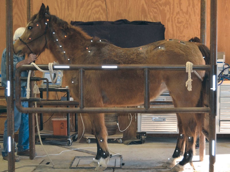 Normal and abnormal equine posture: how PRI can help performance and health