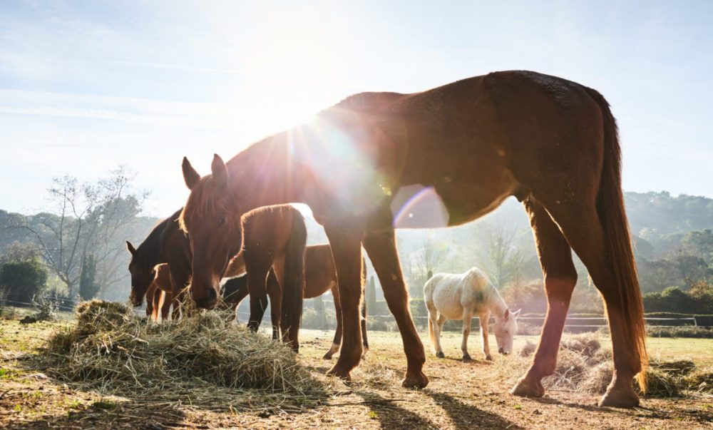 Alternatives and additions to your horse’s forage