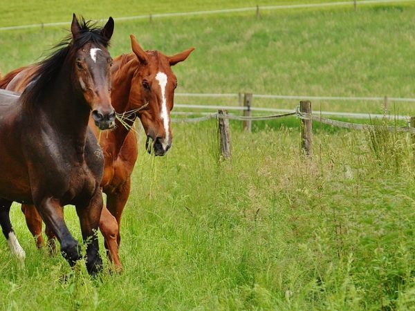 feeding your horse based on his temperament