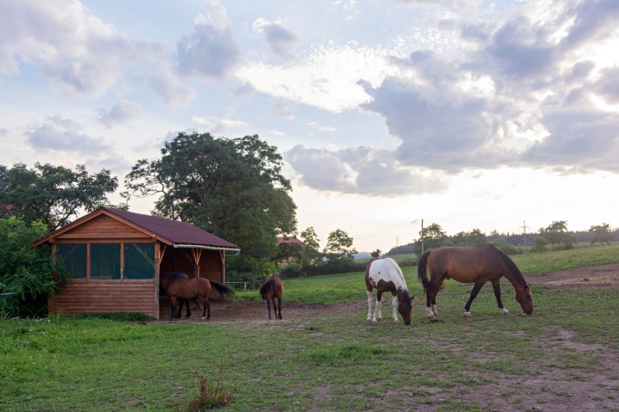 Shade and shelter for your horse