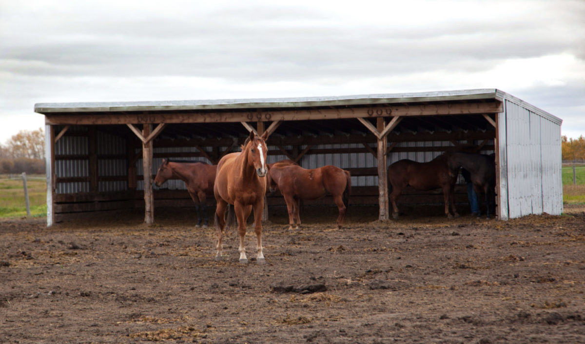 Managing mud in an equine facility