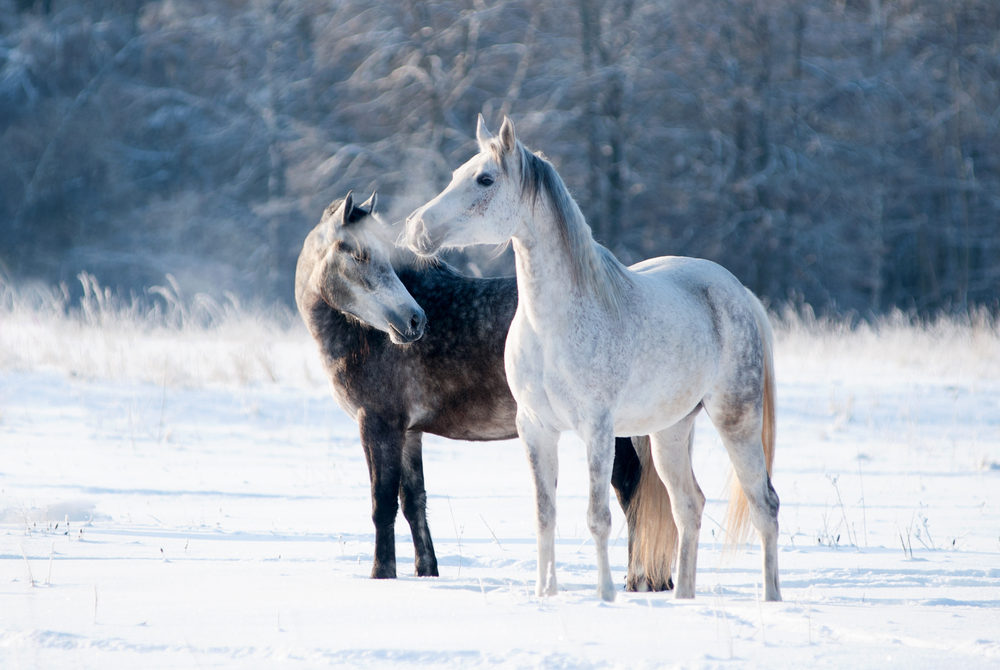 Quick tips for winter wellness