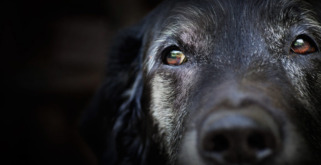 3 Myths About How Dogs See The World