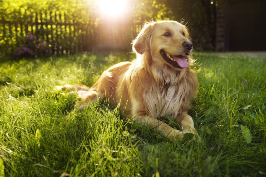 Morris Animal Foundation -- Golden Retriever Lifetime Study