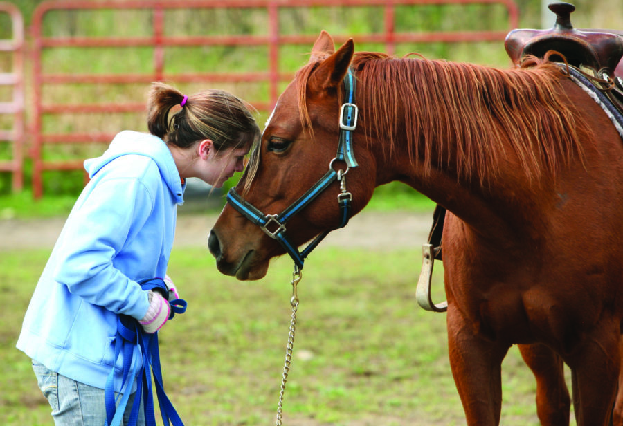 Choosing supplements for your horse – 5 important questions to ask