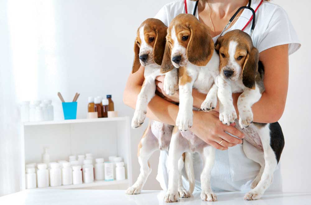 Puppies getting ready for their vaccines.