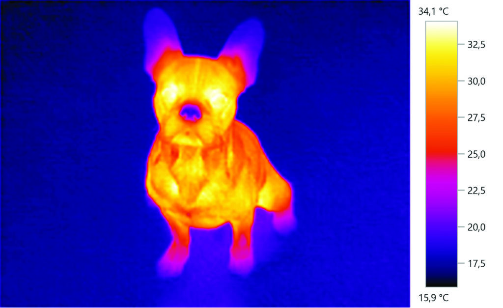 Study reveals that dogs’ noses can detect heat