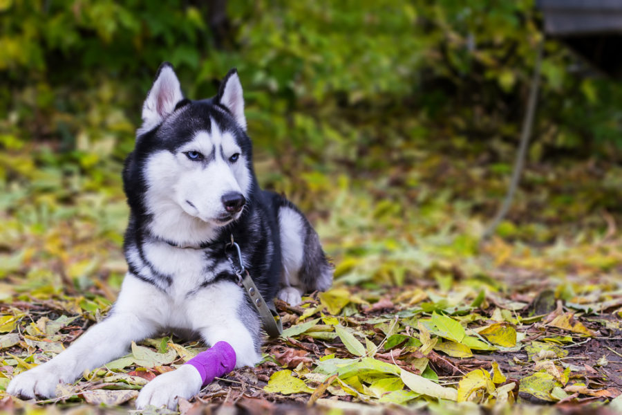 paw first aid for dogs